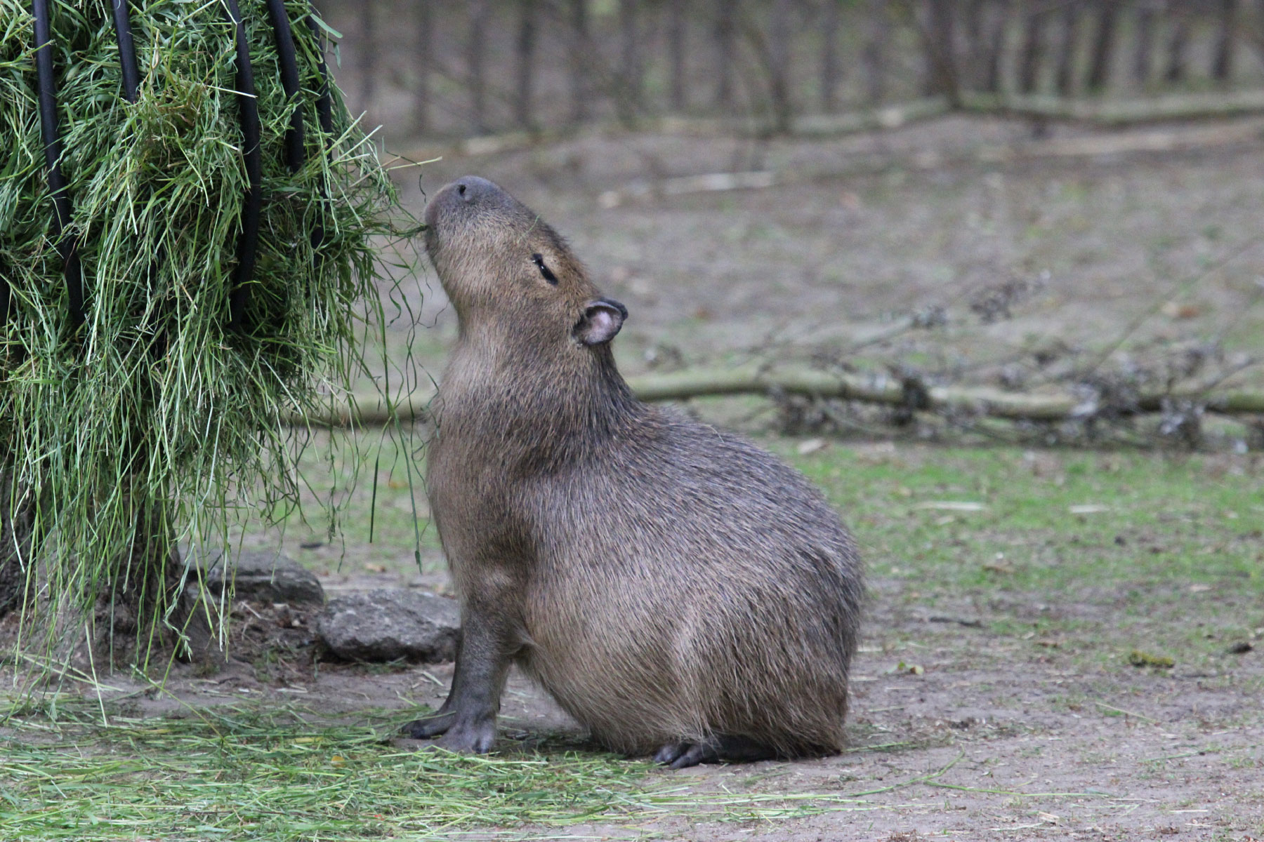 Dierenpark Planckendael